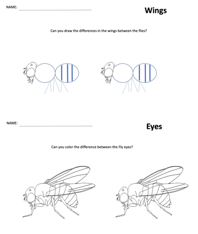 A scan of the worksheets kindergarteners received, asking them to draw the difference in wings between the flies and color the differences between fly eyes. Four flies are on the sheet.