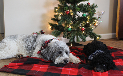 Two of Kirstin Finnila’s dogs lay on a blanket in front of a Christmas tree.