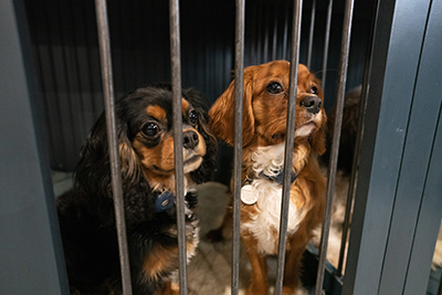 Two of the dogs in River Rouge's animal-assisted interventions program, Sir Bentley and Rumi, sit in their crate.