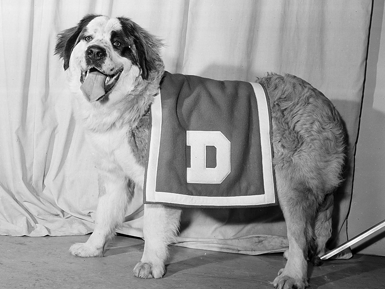 St. Bernard puppy as mascot tommy