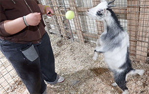 A goat leaps up to grab a ball on a stick.