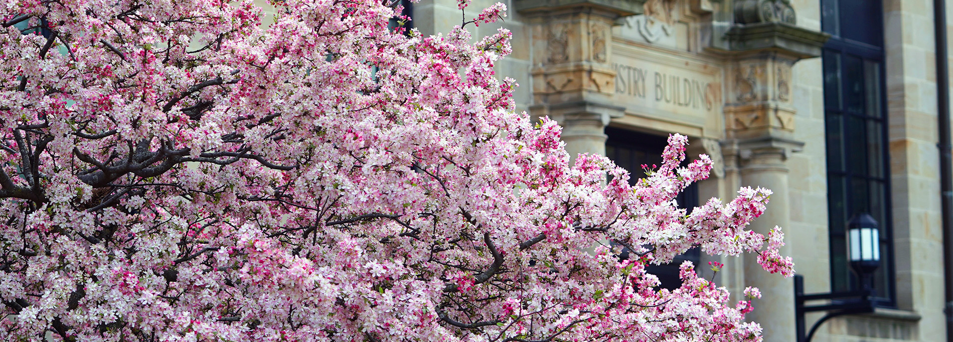 A photo of a pink tree in bloom during spring on the McNichols Campus.