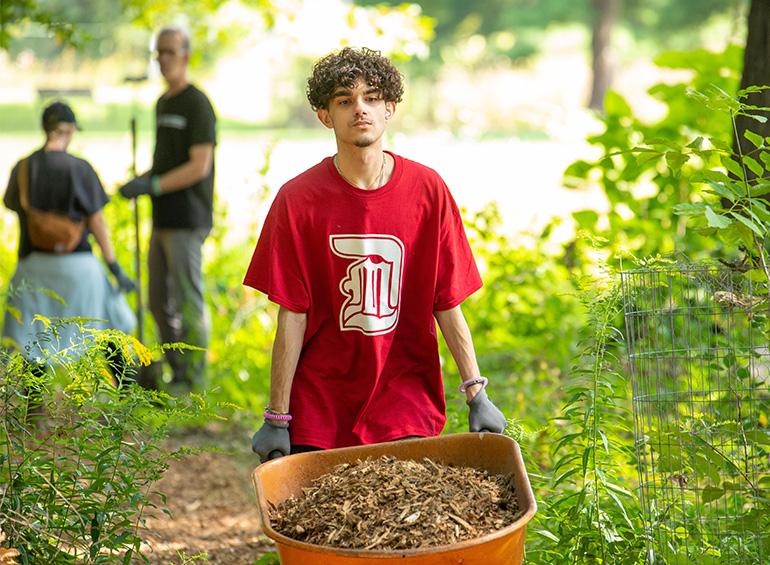 A student pushes mulch in a wheelbarrow.