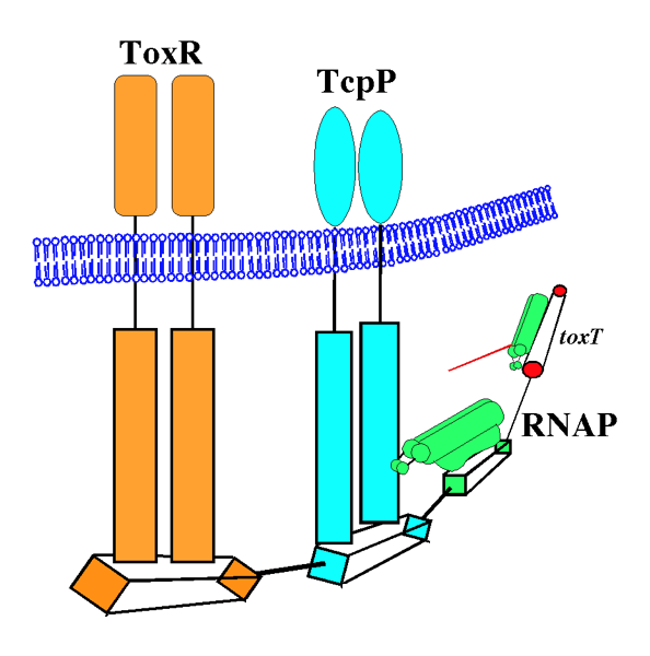 krukonis2