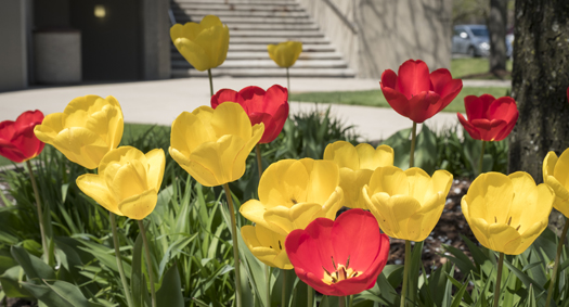 Springtime on McNichols Campus with tulips budding